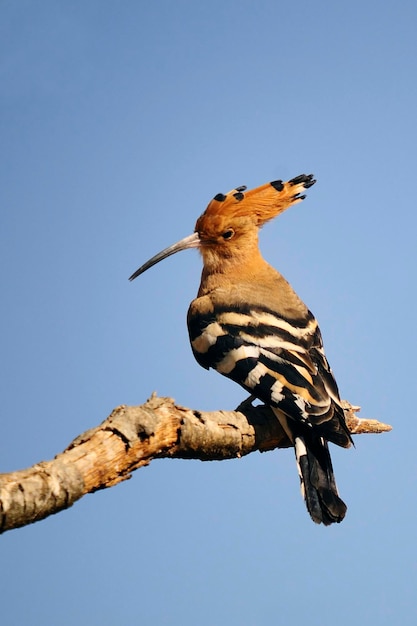 Upupa epops la huppe fasciée est une espèce d'oiseau bucérotiforme de la famille des upupidae