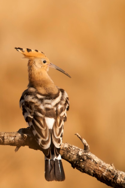 Upupa epops la huppe fasciée est une espèce d'oiseau bucérotiforme de la famille des upupidae