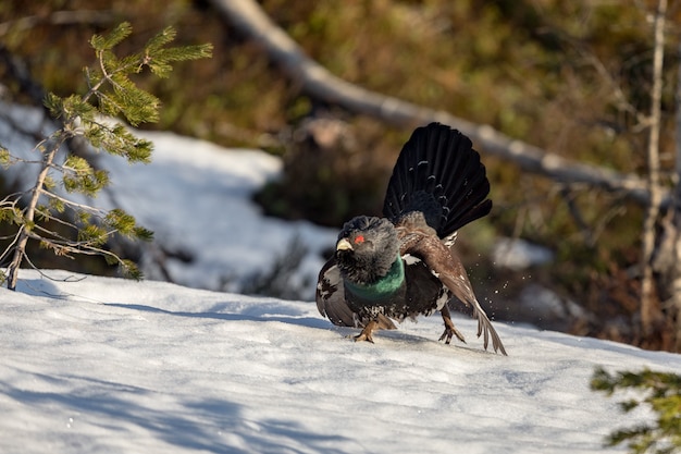 Photo urogallus sur la neige