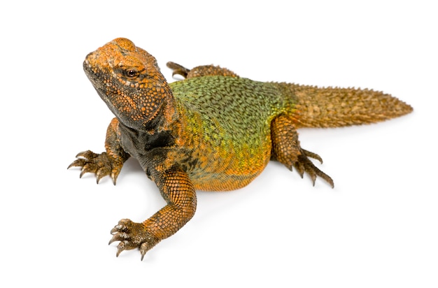 Uromastyx isolé