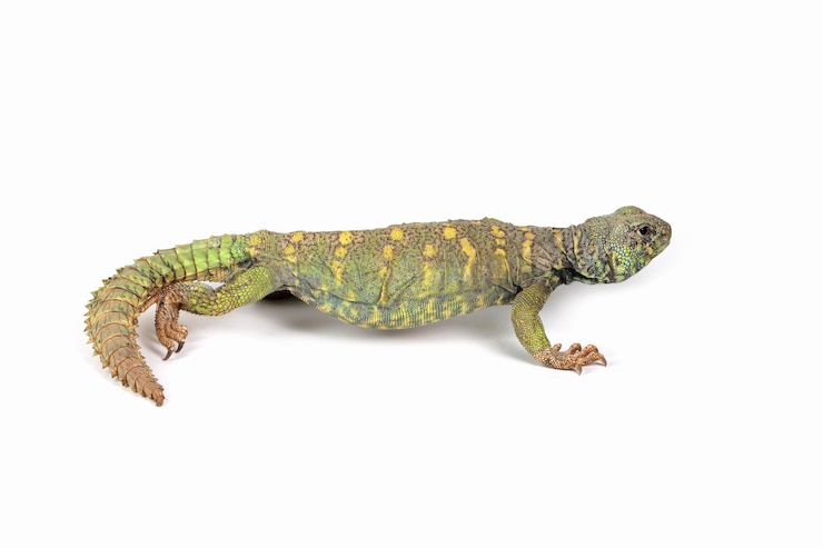 Photo uromastyx ornata gros plan sur fond isolé, gros plan de lézard uromastyx ornata