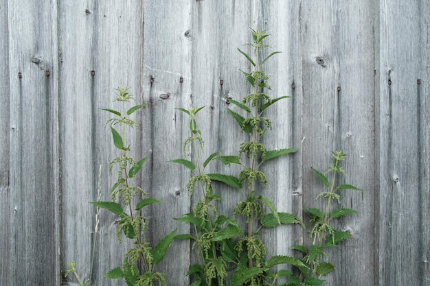 Urtica Dioica Ou Orties Piquantes Sur Le Fond D'un Mur En Bois Plante Médicinale