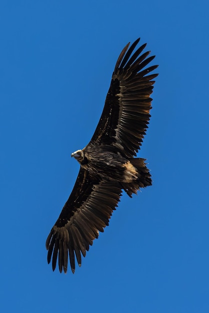 Urubu noir Coragyps atratus Oiseau en vol