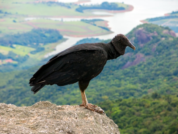 Photo urubu noir coragyps atratus sur rocher