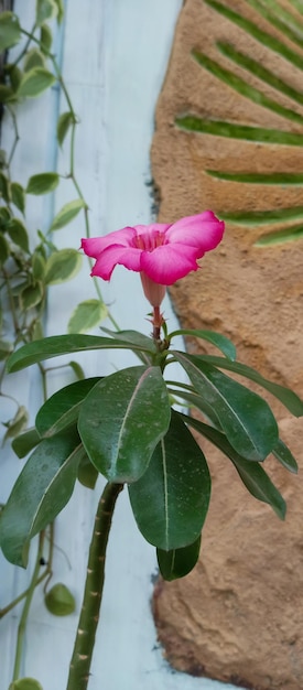 Usine d'Adenium obesum Plante japonaise cambodgienne prise sous un angle rapproché