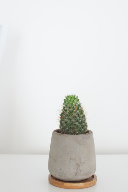 Usine de cactus dans un pot en béton Décoration de salle moderne tendance Espace copie Style scandinave