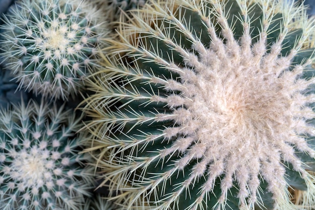 Usine de cactus épineux.