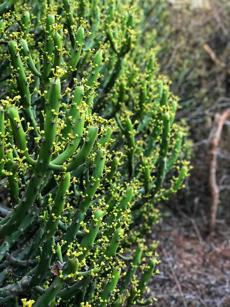 Usine de cactus unique sur une journée ensoleillée