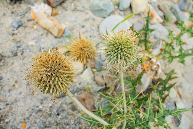 Usine de cactus