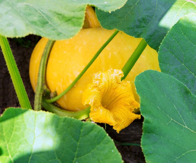 Usine de citrouilles. Fleur de citrouilles. Moelle verte poussant sur bush