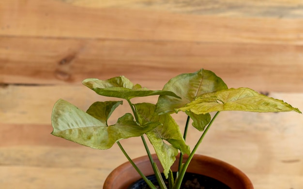 Usine de couleur vert clair Syngonium avec fond en bois