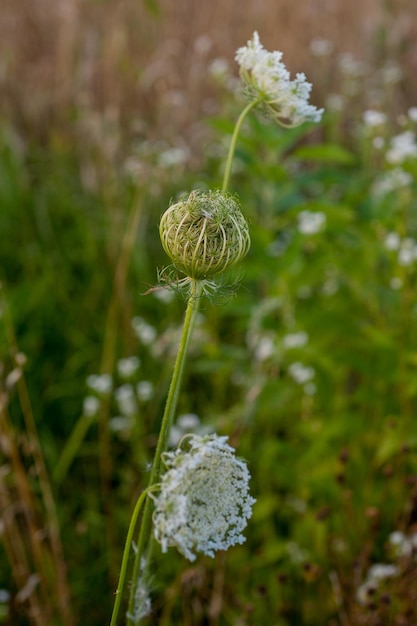 Usine de Daucus carota