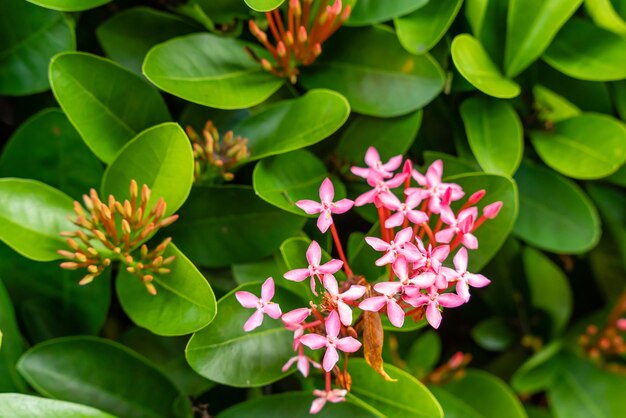 L'usine de fleur de Soka ou Ixora chinensis rouge communément connue sous le nom de pétale de fleurs d'ixora chinois