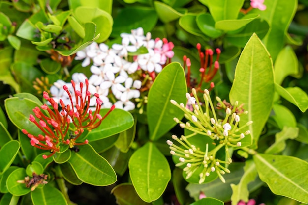 L'usine de fleur de Soka ou Ixora chinensis rouge communément connue sous le nom de pétale de fleurs d'ixora chinois