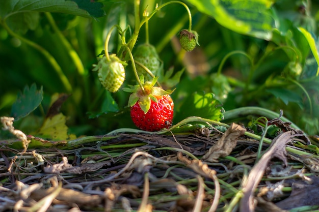 Usine de fraise. Arbustes de fraises sauvages. Fraises en croissance au jardin. Baies mûres et fraise feuillage