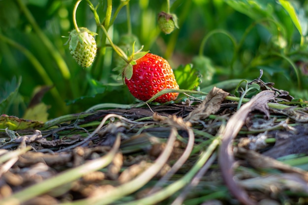 Usine de fraise. Arbustes de fraises sauvages. Fraises en croissance au jardin. Baies mûres et fraise feuillage