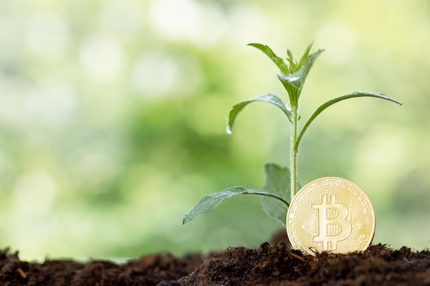 Usine de germination et croissance de Bitcoin de la monnaie crypto Bitcoin