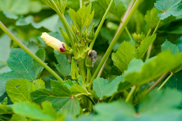 Photo usine de gombo ou de ladyfinger au domaine de l'agriculture.