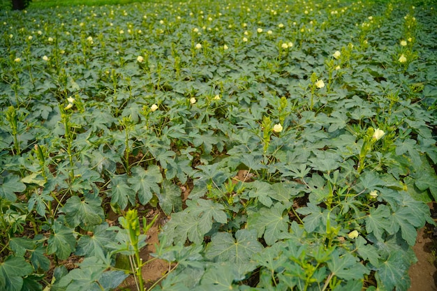 Usine de gombo ou de ladyfinger au domaine de l'agriculture.