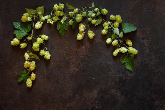 Usine de houblon. L'automne . Vue de dessus, gros plan sur l'obscurité.