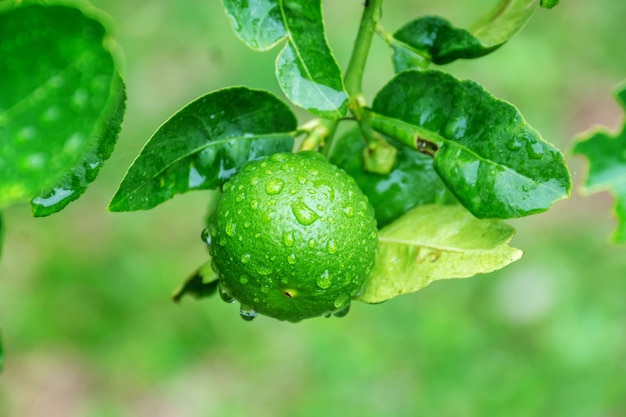 Usine de limes dans le potager.