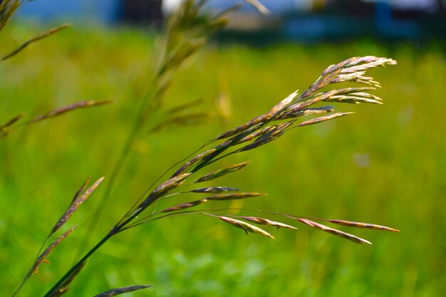 Usine de mauvaises herbes de champ d'herbe sauvage d'oatsug