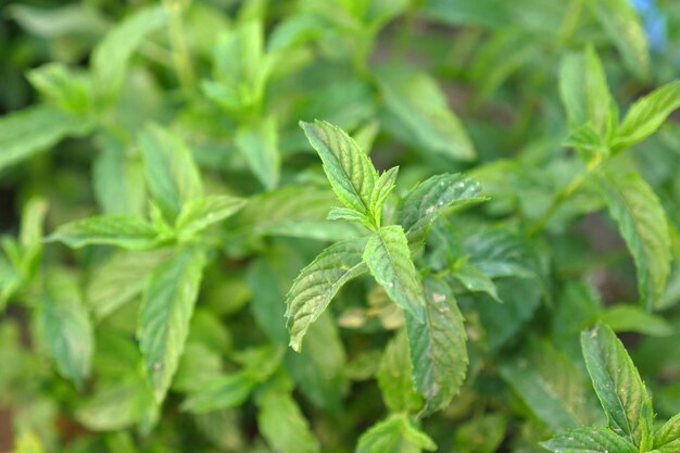 Usine de menthe luxuriante dans un jardin ouvert à la menthe fraîche