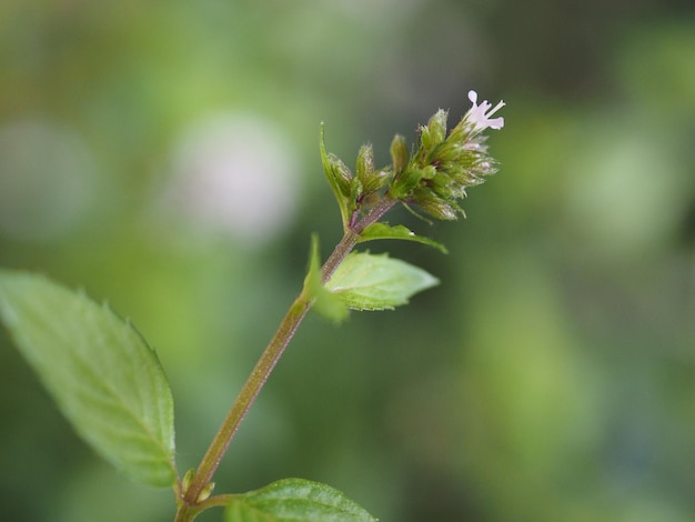 Usine de menthe poivrée (Mentha piperita)