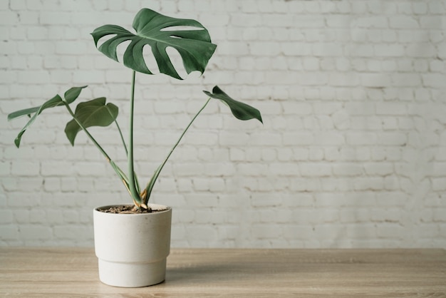 Usine de Monstera en pot de ciment fond de mur de briques blanches