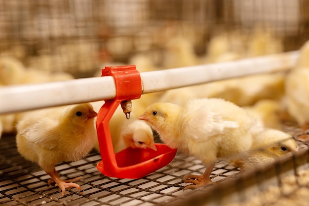 usine d'œufs agriculture volaille ferme de poulets