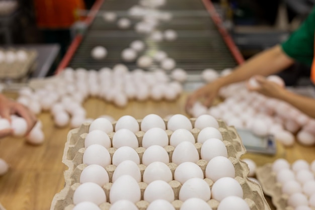 usine d'œufs agriculture volaille ferme de poulets