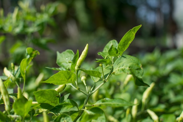 Usine de piments dans le jardin biologique