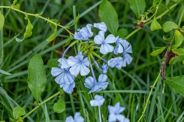 Usine de Plumbago bleu