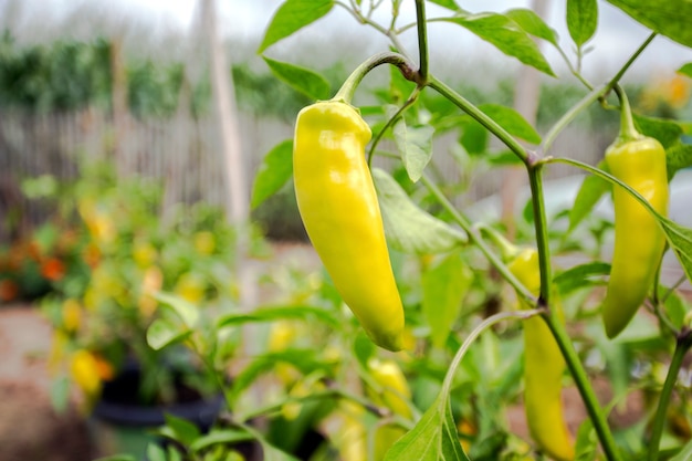 Usine de poivre accrochée dans le potager de la culture des légumes de poivre du potager