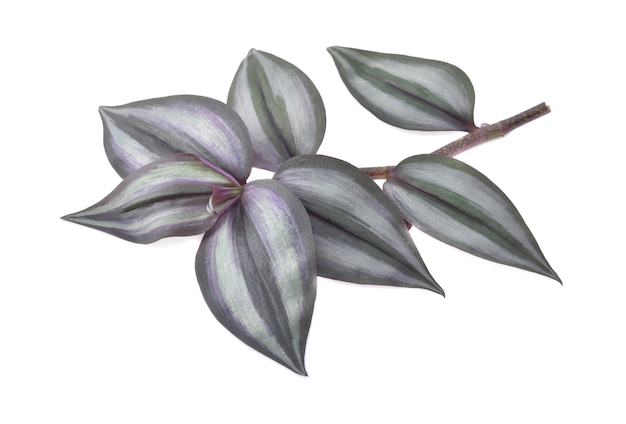 Photo usine de pouce d'argent (tradescantia zebrina) isolé sur fond blanc.