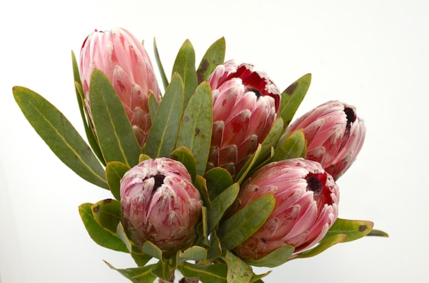 Photo usine de protea du roi rouge sur fond blanc