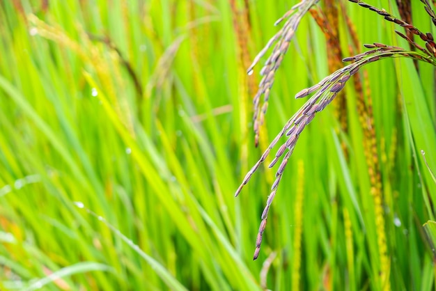 Usine de Riceberry dans une rizière verte bio