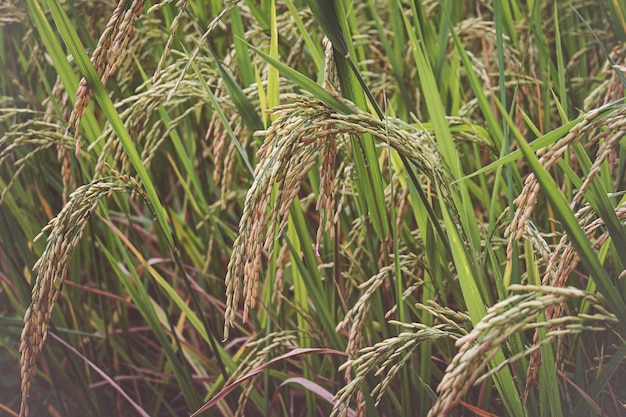 Usine de riz paddy vert.