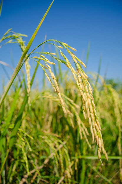 Usine de riz pour la récolte