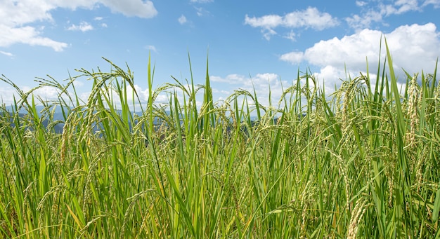 Usine de riz vert dans le domaine prêt pour la saison des récoltes avec fond de nuage blanc et ciel bleu