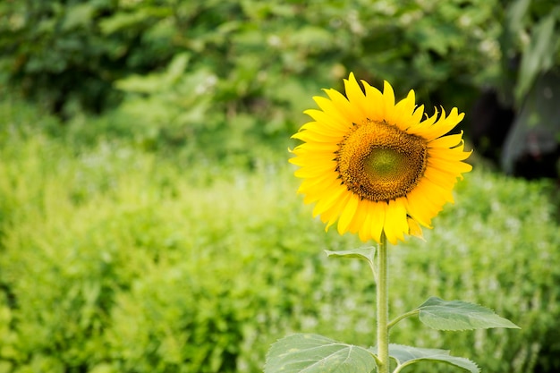 Usine de tournesol sur jardin à Nonthaburi Thaïlande