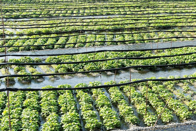 Usine de wasabi dans le pré