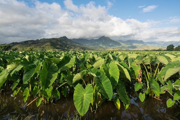 Usines de taro dans la vallée d'Hanalei à Kauai