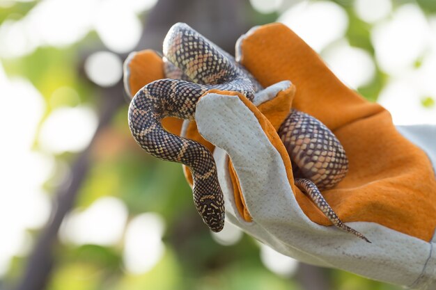 Utilisez la main tenant un serpent en portant des gants.