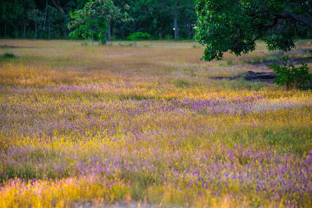 Utricularia est en train de fleurir dans le parc national Nam Tok Pha Lung, en Thaïlande