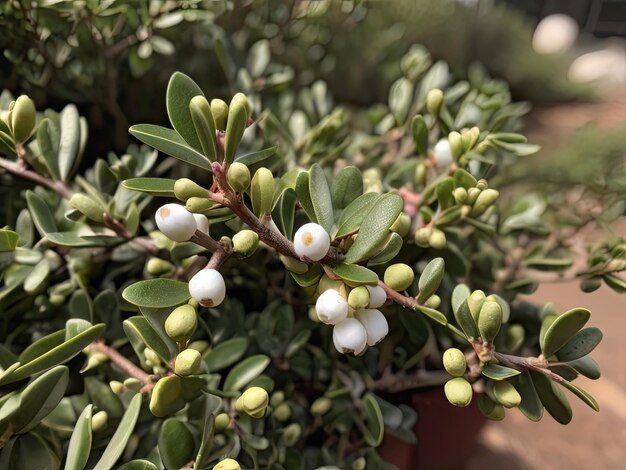 Uva Ursi Arctostaphylos uvaursi dans le jardin