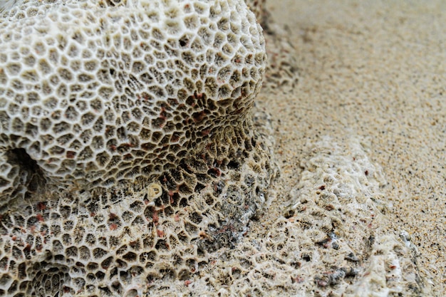 Photo vacances d'été coquillages de sable tropical