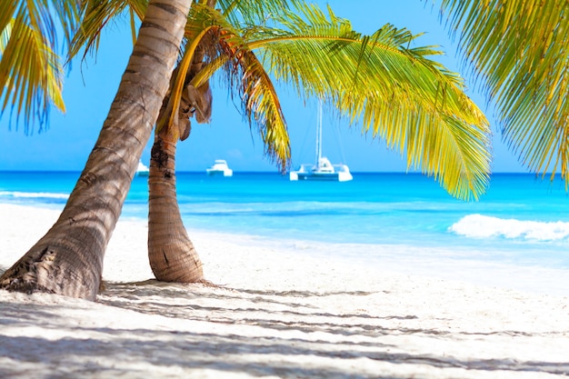 Vacances d'été vacances fond d'écran - plage paradisiaque exotique tropicale ensoleillée des Caraïbes avec du sable blanc
