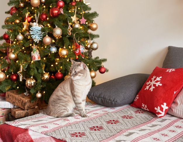 Vacances d'hiver et vacances Fond de décor de Noël et du nouvel an Sapin de Noël et jouets Chat de Noël Intérieur de l'appartement de vacances