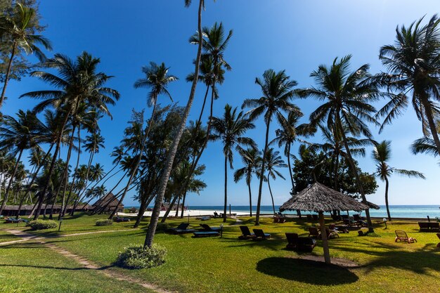 vacances sous les palmiers endroit parfait pour les vacances est sur une île avec des palmiers